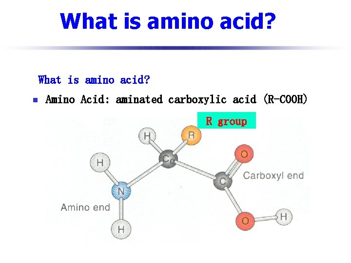 What is amino acid? n Amino Acid: aminated carboxylic acid (R-COOH) R group 