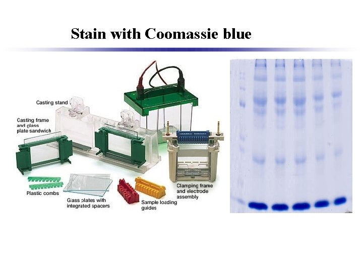 Stain with Coomassie blue 