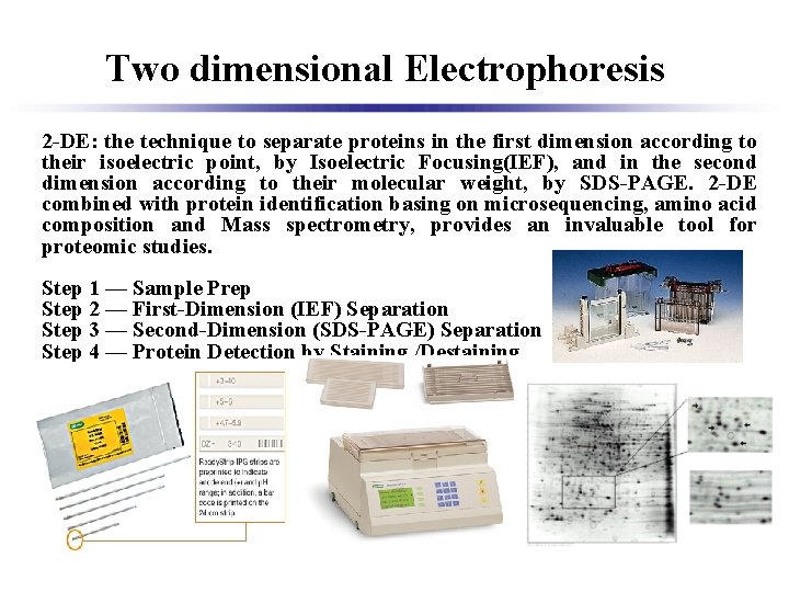 Two dimensional Electrophoresis 2 -DE: the technique to separate proteins in the first dimension