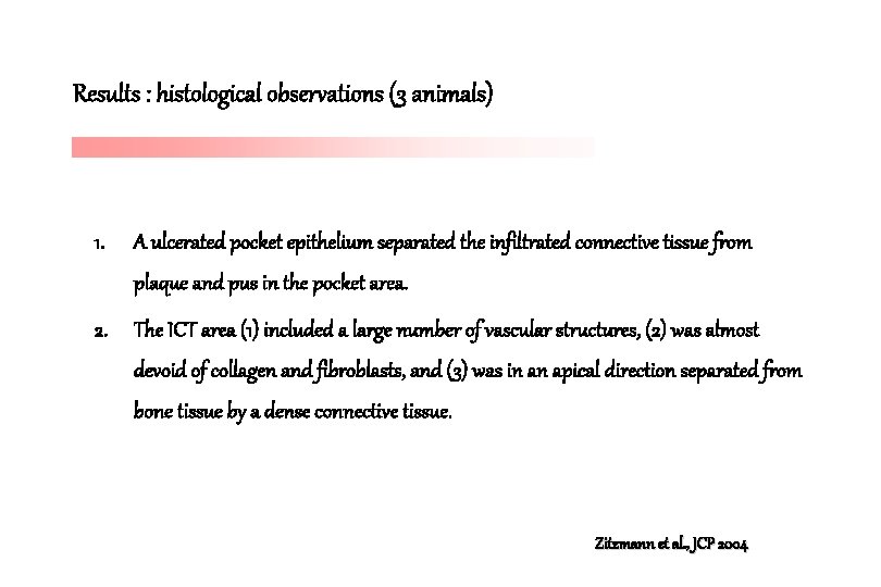 Results : histological observations (3 animals) 1. A ulcerated pocket epithelium separated the infiltrated Results : histological observations (3 animals) 1. A ulcerated pocket epithelium separated the infiltrated