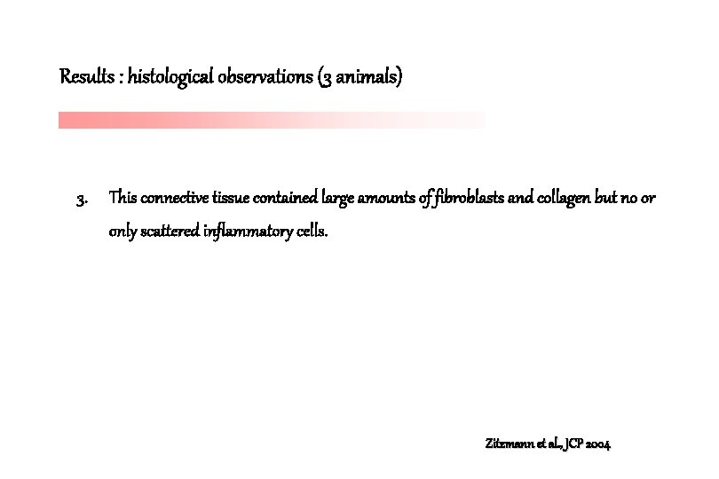 Results : histological observations (3 animals) 3. This connective tissue contained large amounts of Results : histological observations (3 animals) 3. This connective tissue contained large amounts of