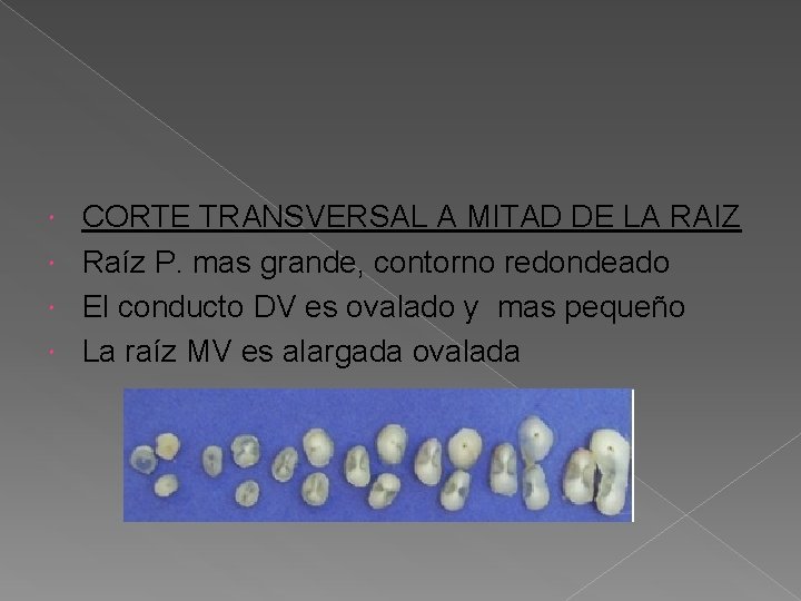 CORTE TRANSVERSAL A MITAD DE LA RAIZ Raíz P. mas grande, contorno redondeado El CORTE TRANSVERSAL A MITAD DE LA RAIZ Raíz P. mas grande, contorno redondeado El