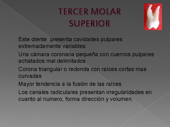 TERCER MOLAR SUPERIOR Este diente presenta cavidades pulpares extremadamente variables: Una cámara coronaria pequeña TERCER MOLAR SUPERIOR Este diente presenta cavidades pulpares extremadamente variables: Una cámara coronaria pequeña