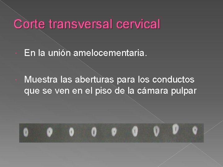 Corte transversal cervical En la unión amelocementaria. Muestra las aberturas para los conductos que Corte transversal cervical En la unión amelocementaria. Muestra las aberturas para los conductos que