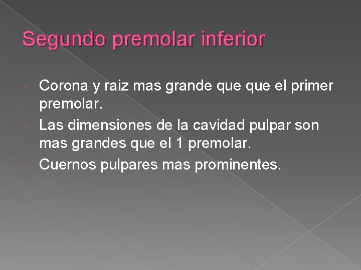 Segundo premolar inferior Corona y raiz mas grande que el primer premolar. Las dimensiones Segundo premolar inferior Corona y raiz mas grande que el primer premolar. Las dimensiones