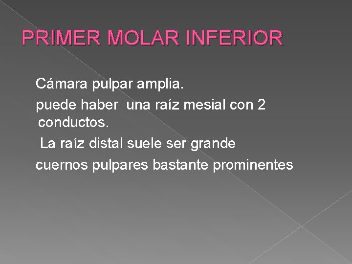 PRIMER MOLAR INFERIOR Cámara pulpar amplia. puede haber una raíz mesial con 2 conductos. PRIMER MOLAR INFERIOR Cámara pulpar amplia. puede haber una raíz mesial con 2 conductos.