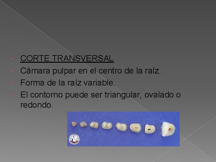 CORTE TRANSVERSAL Cámara pulpar en el centro de la raíz. Forma de la raíz CORTE TRANSVERSAL Cámara pulpar en el centro de la raíz. Forma de la raíz