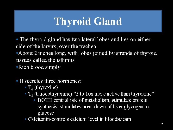 Thyroid Gland • The thyroid gland has two lateral lobes and lies on either