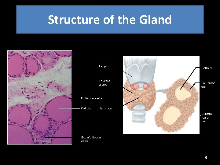 Structure of the Gland Larynx Thyroid gland Colloid Follicular cells Colloid Isthmus (a) Extrafoll