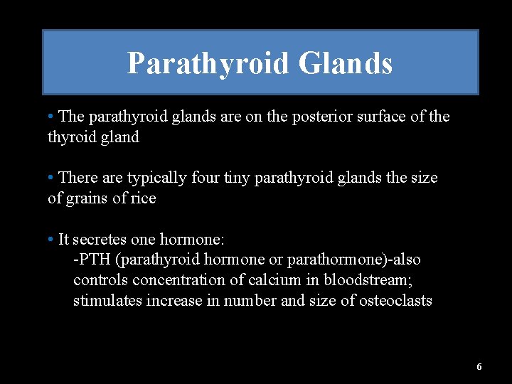 Parathyroid Glands • The parathyroid glands are on the posterior surface of the thyroid