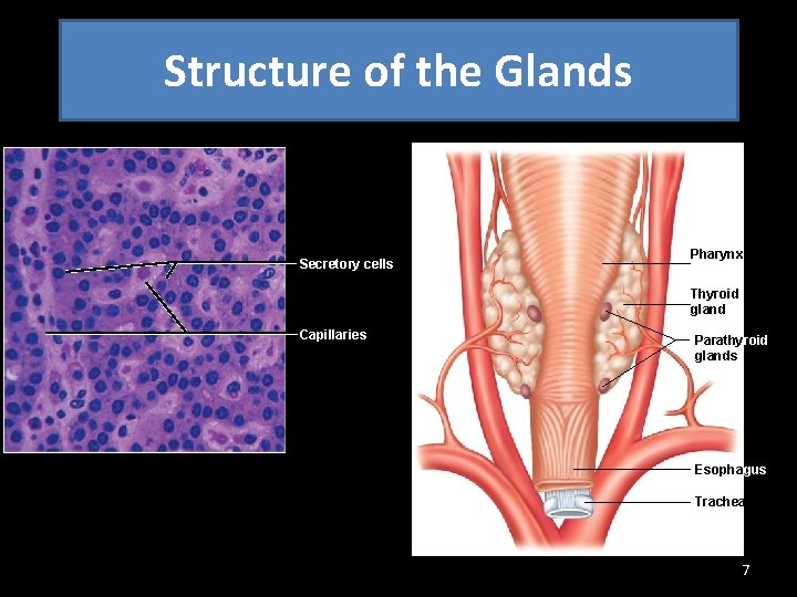 Structure of the Glands Pharynx Secretory cells Thyroid gland Capillaries Parathyroid glands © R.