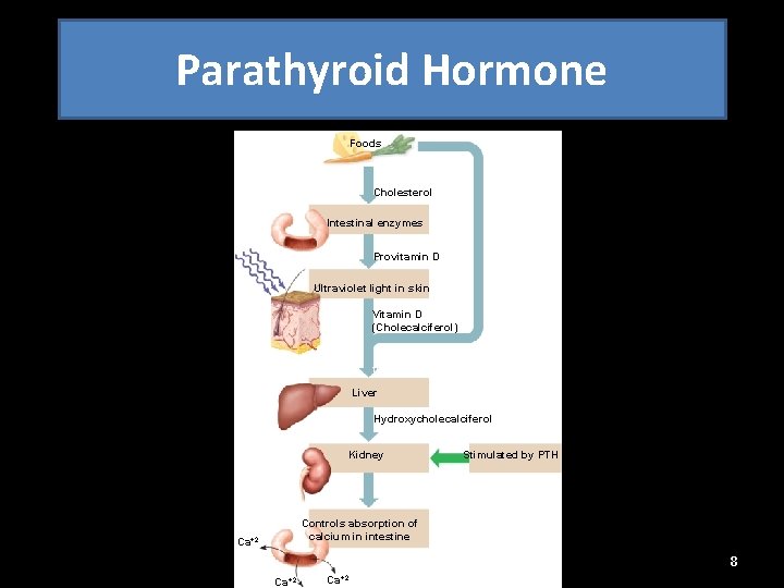 Parathyroid Hormone Foods Cholesterol Intestinal enzymes Provitamin D Ultraviolet light in skin Vitamin D