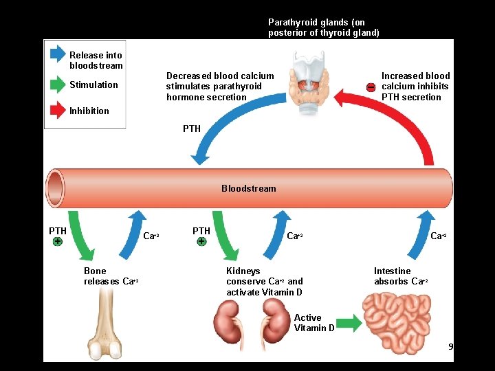 Parathyroid glands (on posterior of thyroid gland) Release into bloodstream Decreased blood calcium stimulates