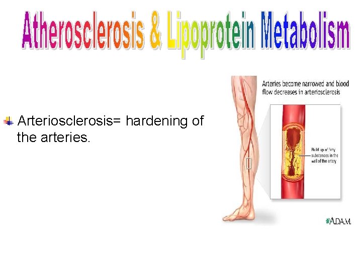 Arteriosclerosis= hardening of the arteries. 