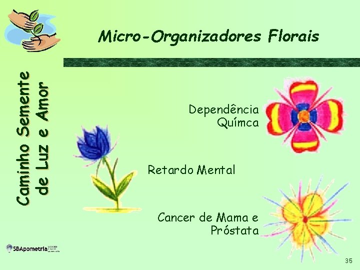 C a m i n h o S em en t e d e