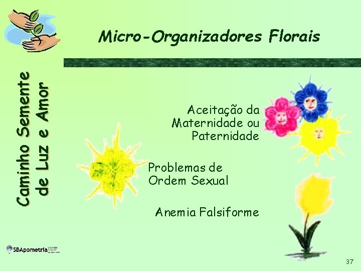 C a m i n h o S em en t e d e