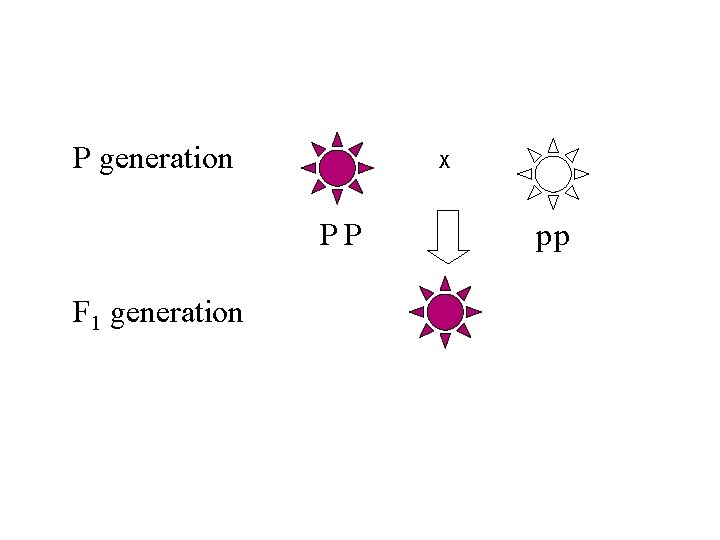 P generation X PP F 1 generation pp 