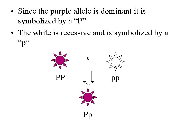  • Since the purple allele is dominant it is symbolized by a “P”