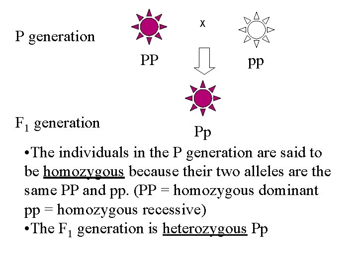 X P generation PP F 1 generation pp Pp • The individuals in the