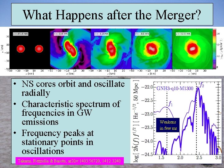 What Happens after the Merger? • NS cores orbit and oscillate radially • Characteristic