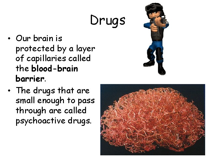 Drugs • Our brain is protected by a layer of capillaries called the blood-brain