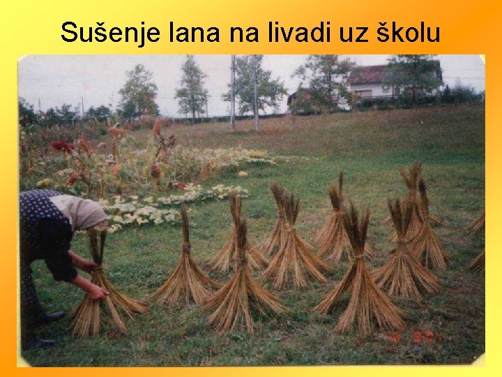 Sušenje lana na livadi uz školu 