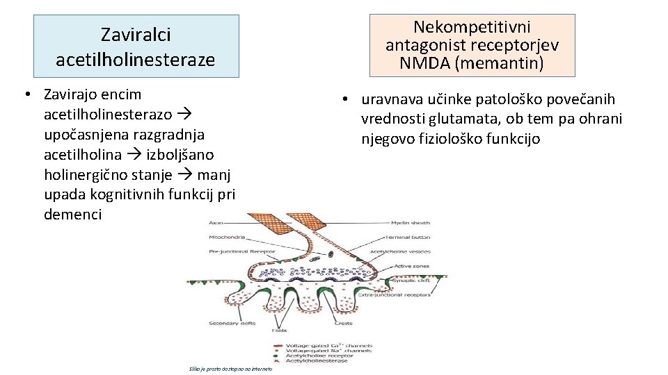 Zaviralci acetilholinesteraze • Zavirajo encim acetilholinesterazo upočasnjena razgradnja acetilholina izboljšano holinergično stanje manj upada