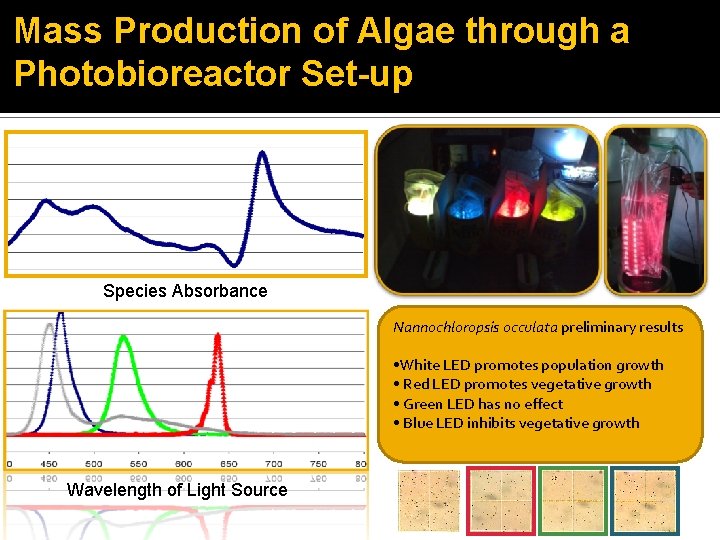 Mass Production of Algae through a Photobioreactor Set-up Species Absorbance Nannochloropsis occulata preliminary results Mass Production of Algae through a Photobioreactor Set-up Species Absorbance Nannochloropsis occulata preliminary results