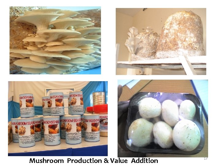 Mushroom Production & Value Addition 17 