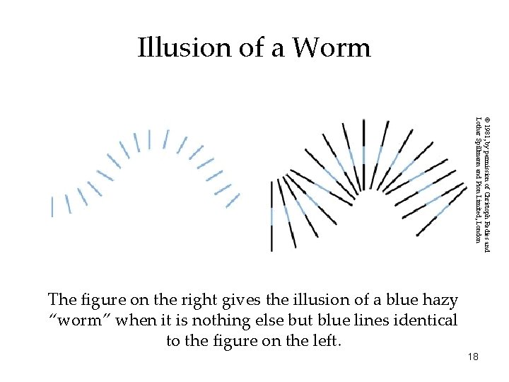 Illusion of a Worm © 1981, by permission of Christoph Redies and Lothar Spillmann