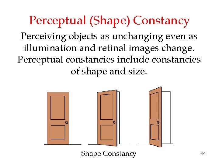 Perceptual (Shape) Constancy Perceiving objects as unchanging even as illumination and retinal images change.