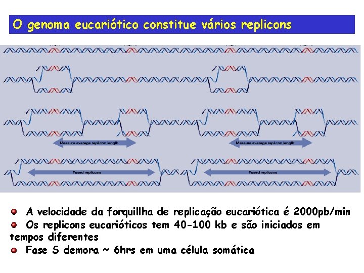 O genoma eucariótico constitue vários replicons A velocidade da forquillha de replicação eucariótica é