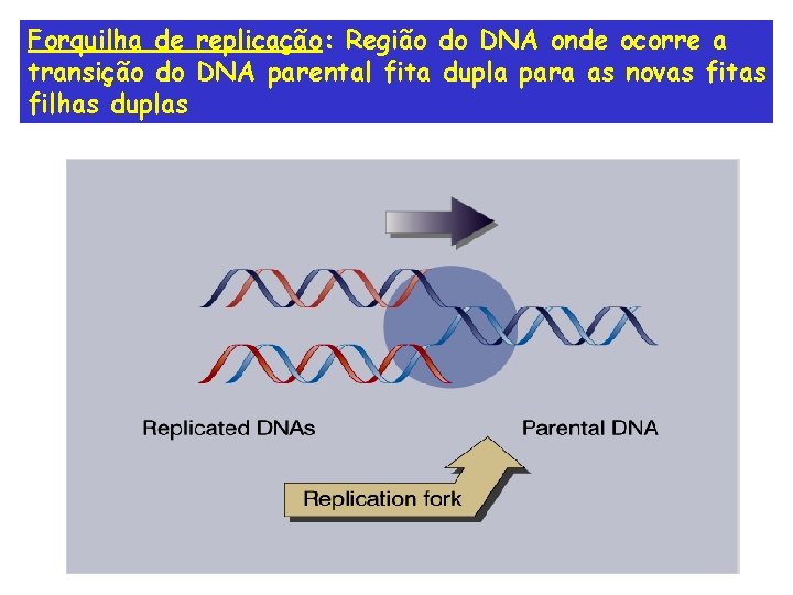 Forquilha de replicação: Região do DNA onde ocorre a transição do DNA parental fita