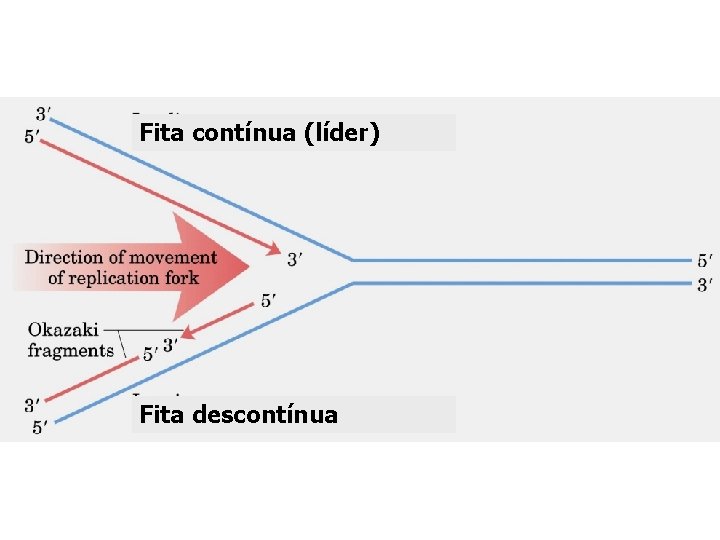 Fita contínua (líder) Fita descontínua 