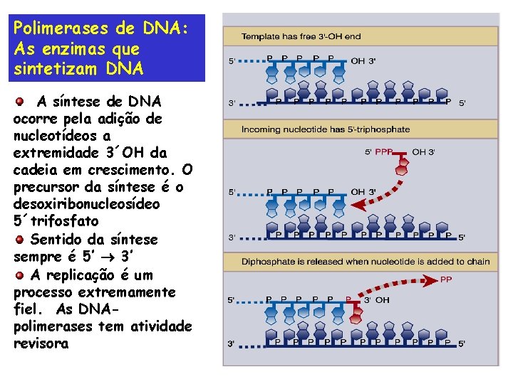 Polimerases de DNA: As enzimas que sintetizam DNA A síntese de DNA ocorre pela
