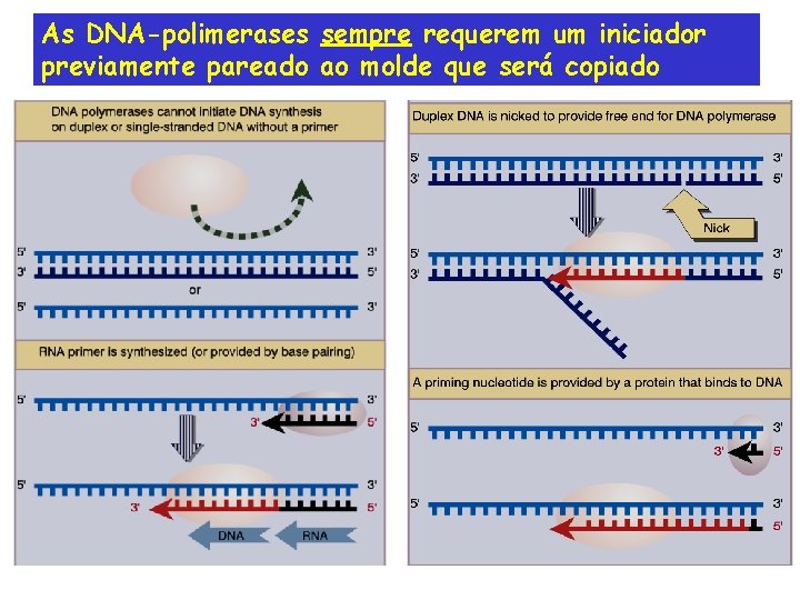 As DNA-polimerases sempre requerem um iniciador previamente pareado ao molde que será copiado 