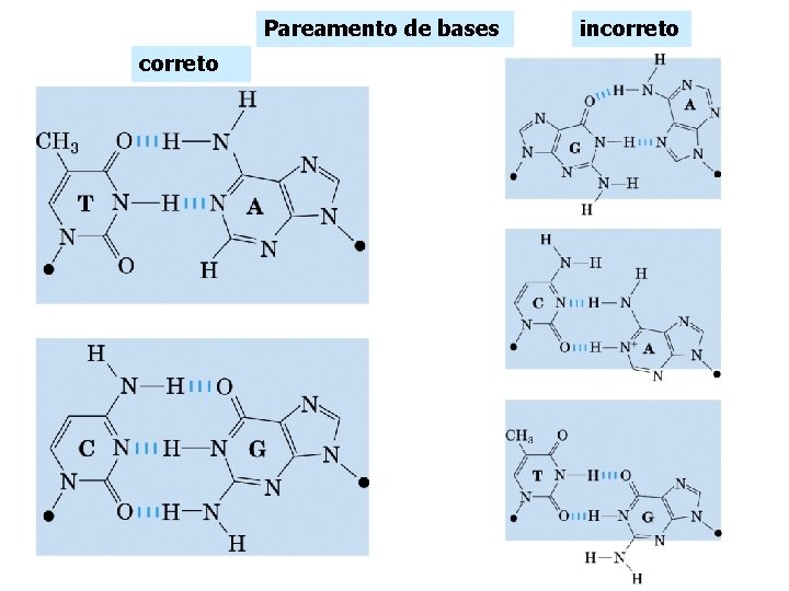 Pareamento de bases correto incorreto 