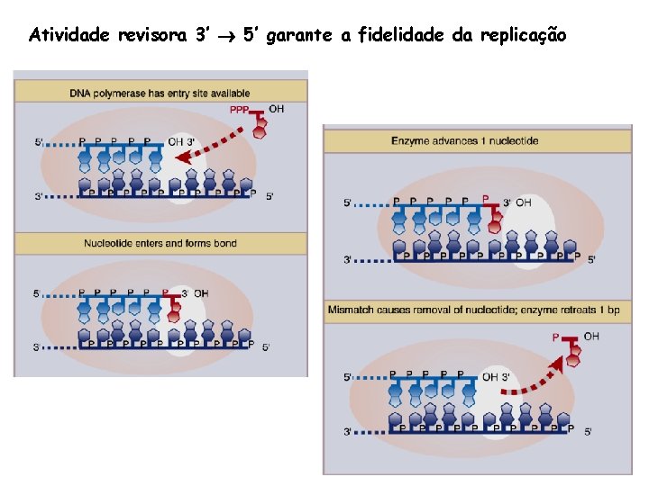 Atividade revisora 3’ 5’ garante a fidelidade da replicação 