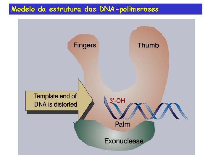 Modelo da estrutura das DNA-polimerases 