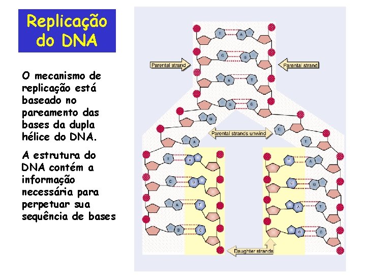 Replicação do DNA O mecanismo de replicação está baseado no pareamento das bases da