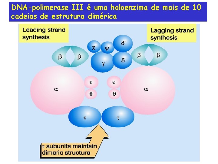 DNA-polimerase III é uma holoenzima de mais de 10 cadeias de estrutura dimérica 