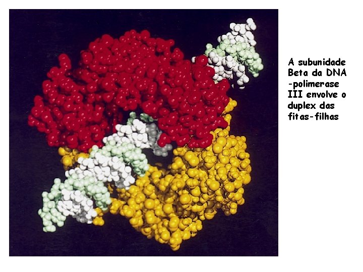 A subunidade Beta da DNA -polimerase III envolve o duplex das fitas-filhas 