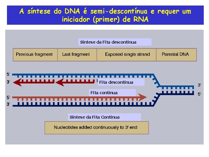 A síntese do DNA é semi-descontínua e requer um iniciador (primer) de RNA Síntese