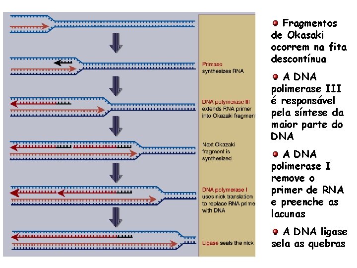 Fragmentos de Okasaki ocorrem na fita descontínua A DNA polimerase III é responsável pela