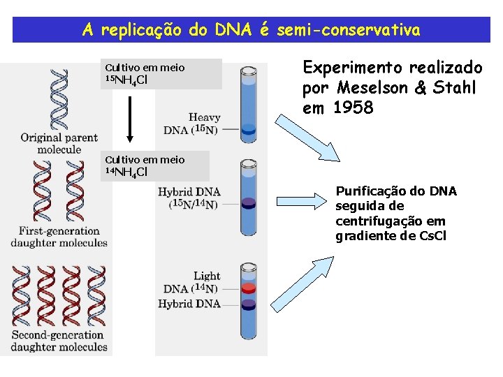 A replicação do DNA é semi-conservativa Cultivo em meio 15 NH 4 Cl Experimento