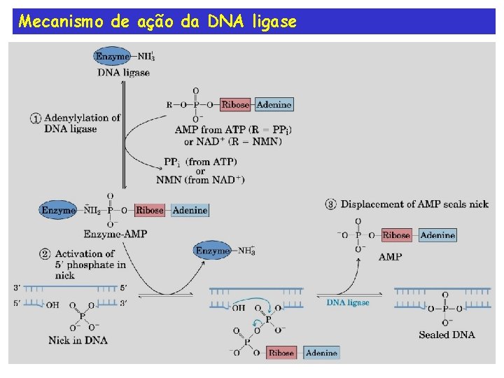 Mecanismo de ação da DNA ligase 