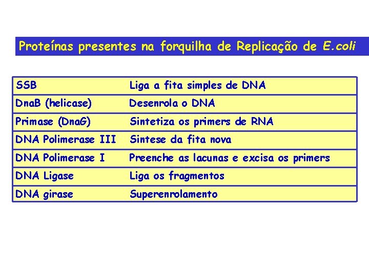 Proteínas presentes na forquilha de Replicação de E. coli SSB Liga a fita simples