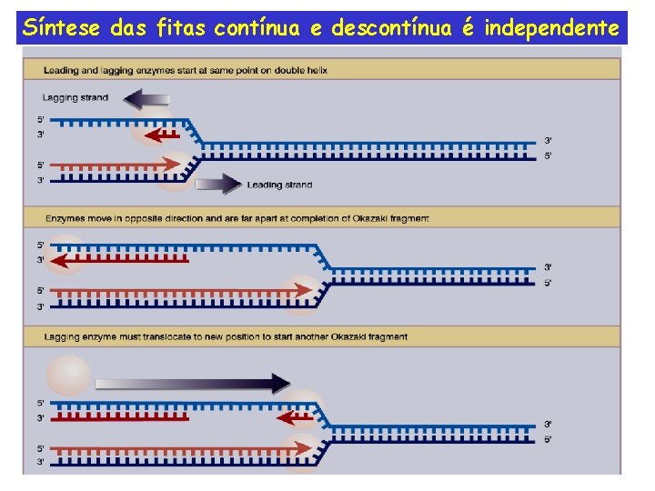 Síntese das fitas contínua e descontínua é independente 