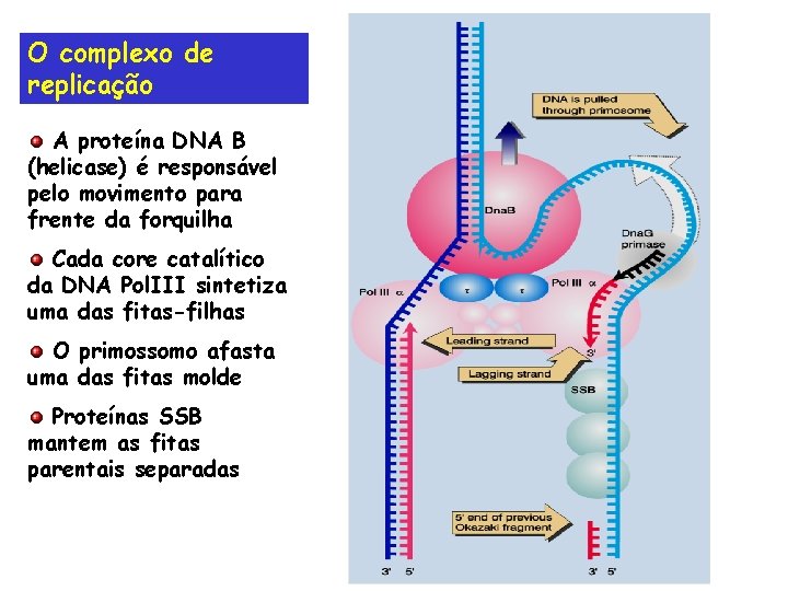 O complexo de replicação A proteína DNA B (helicase) é responsável pelo movimento para