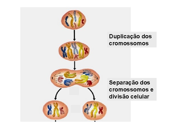 Duplicação dos cromossomos Separação dos cromossomos e divisão celular 
